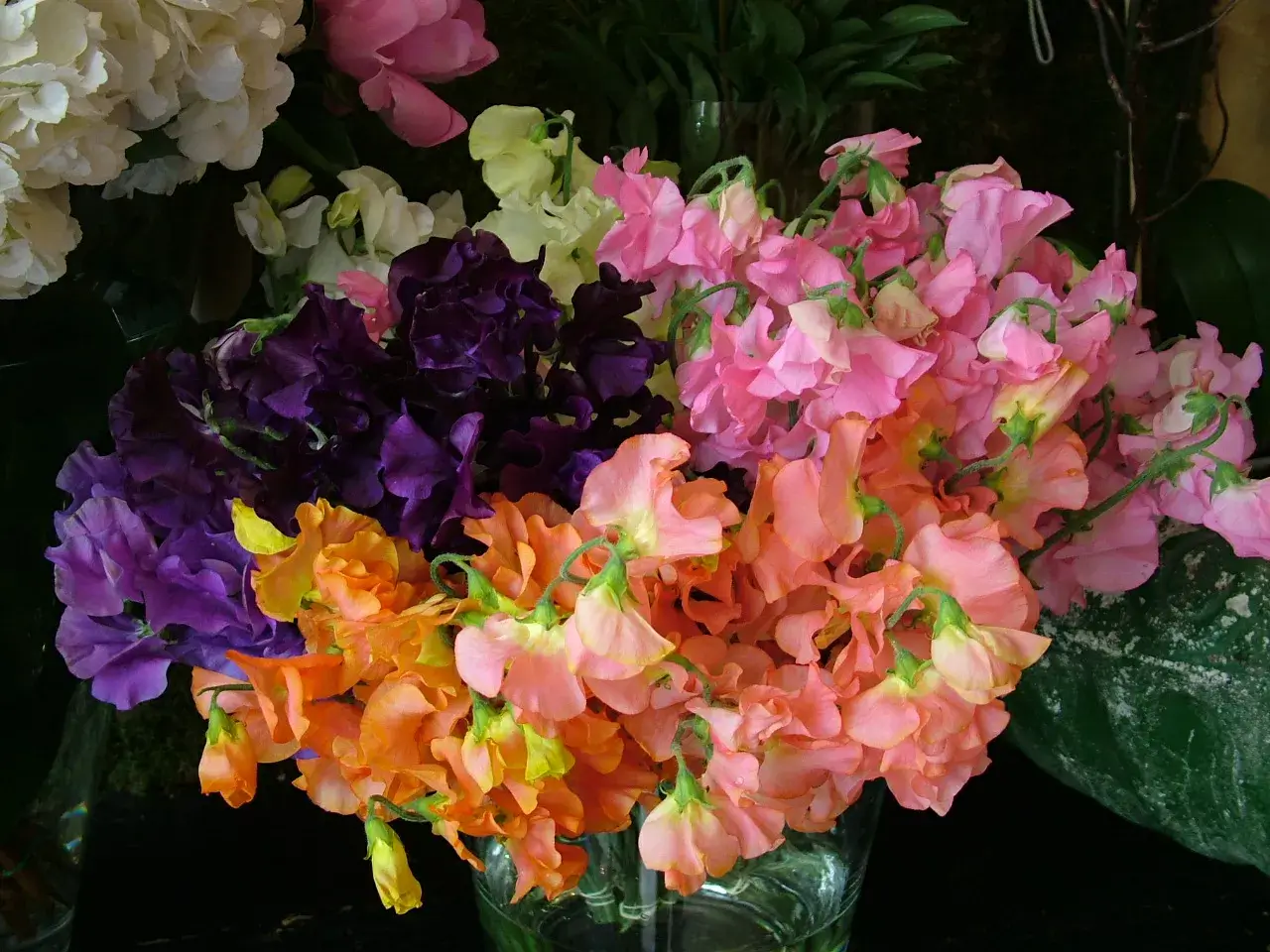 Orange violet