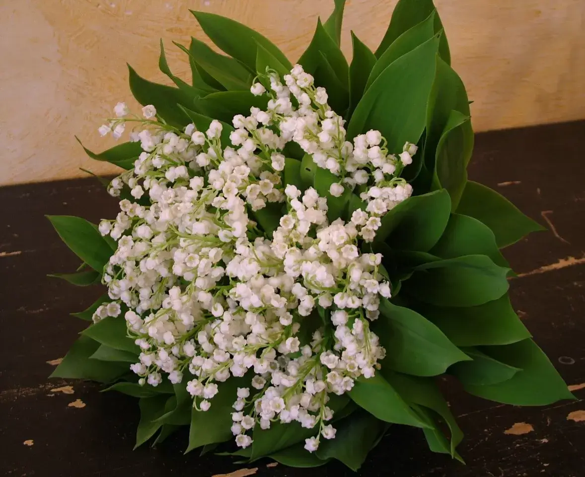 Muguet