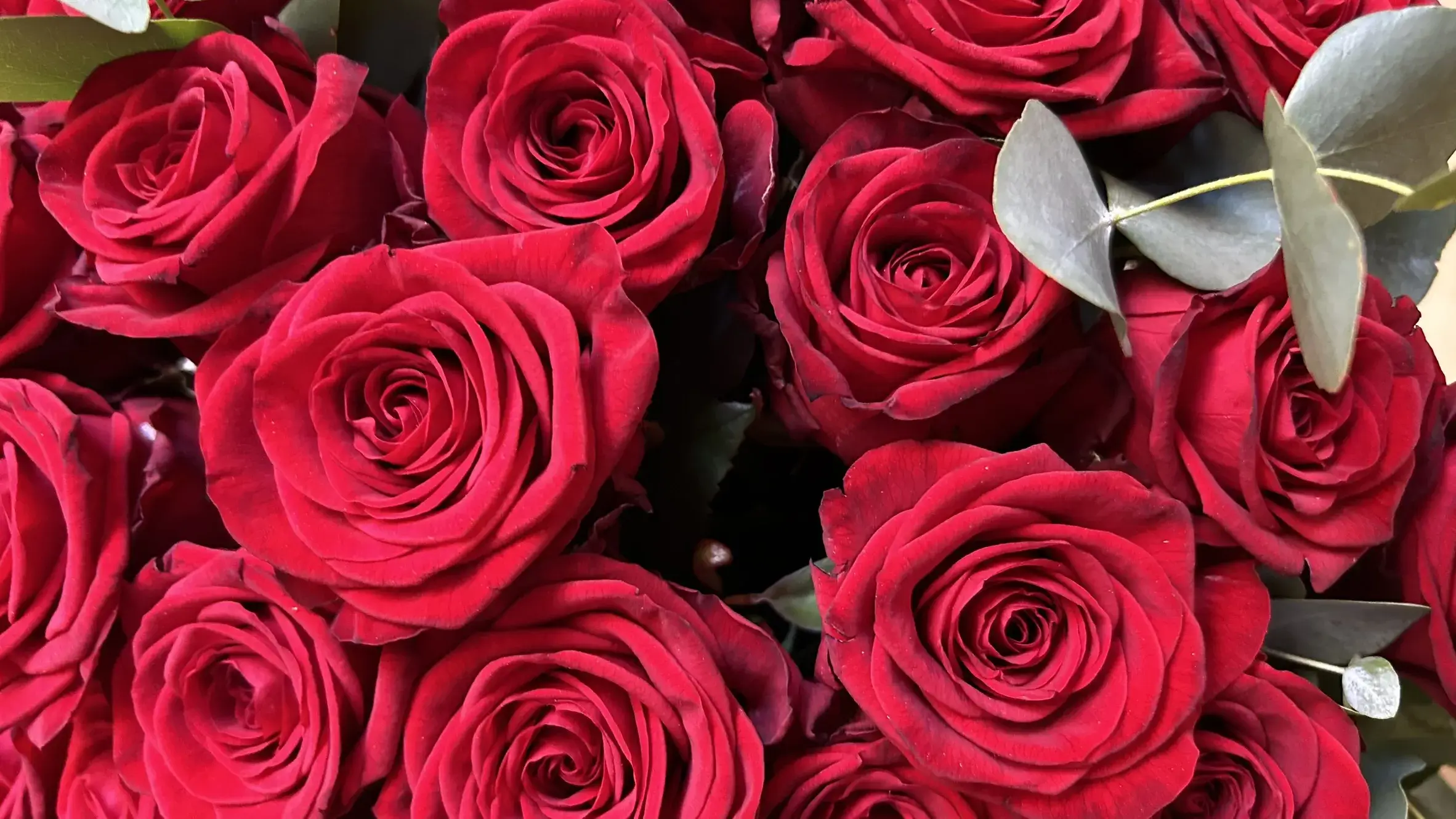 Roses rouges