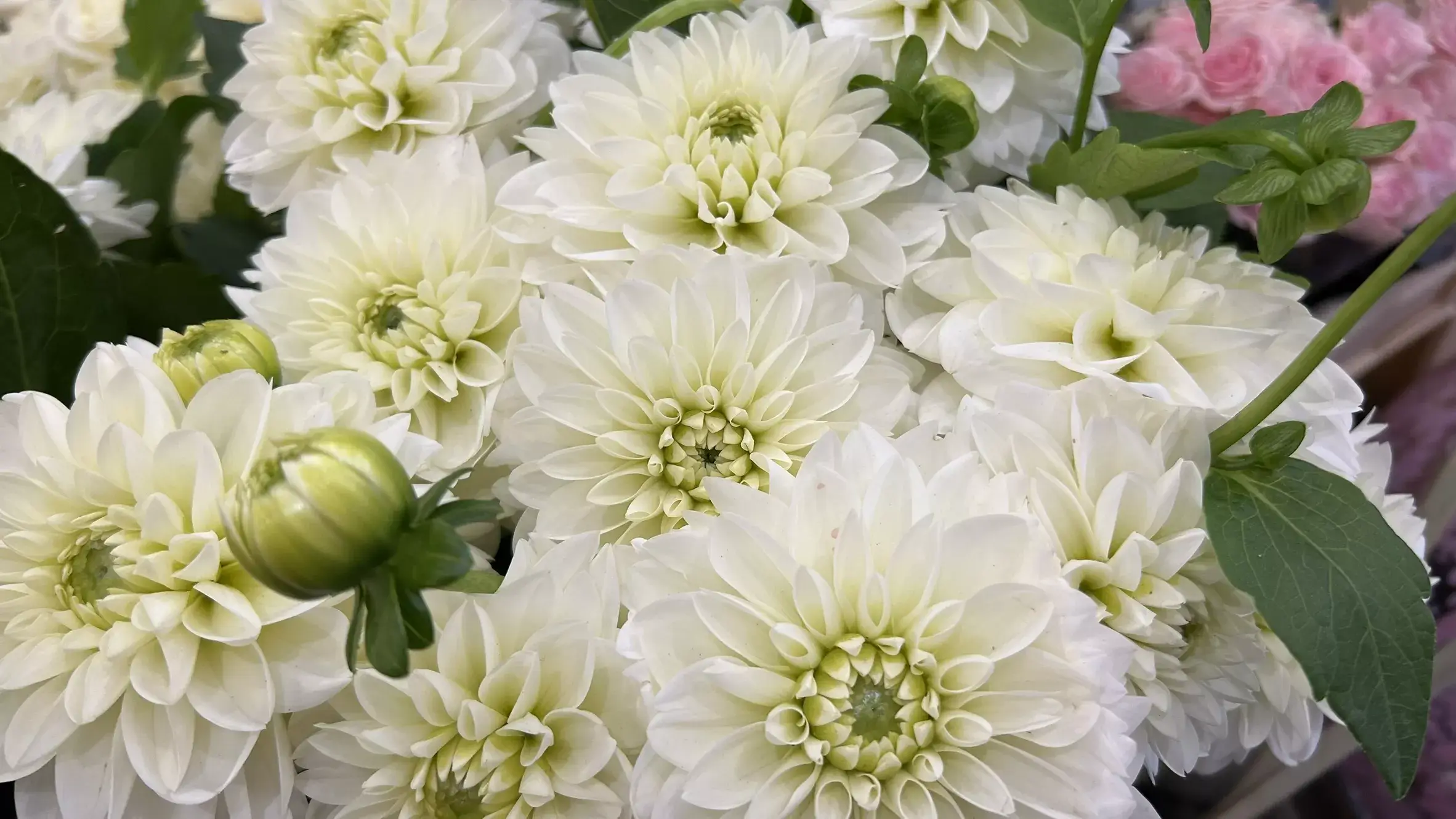 Fleurs blanches