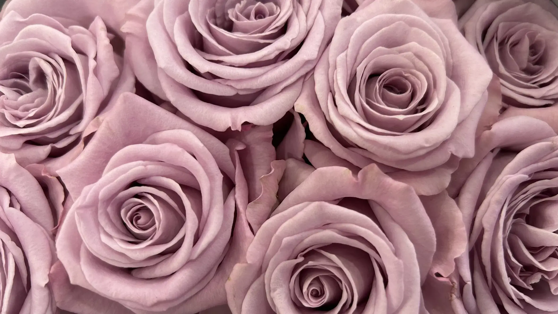 Roses pâle