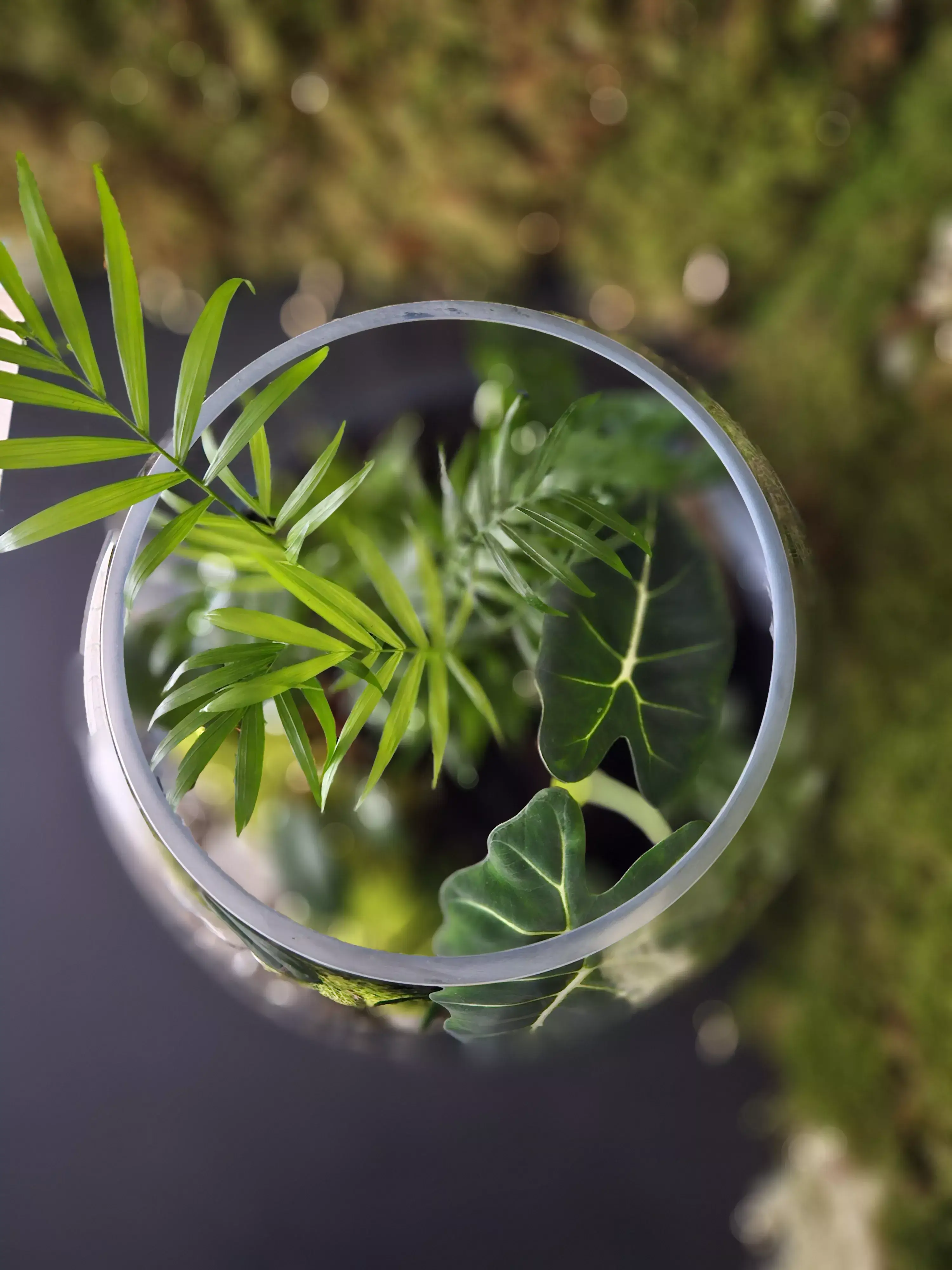 Plantes Paris 12