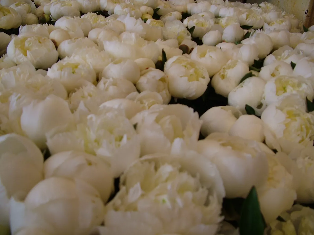 Atelier décoration florale Les Fleuristes Paris 12